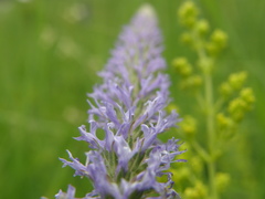 Veronica orchidea