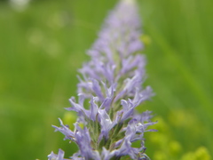 Veronica orchidea