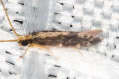 Agraylea multipunctata
