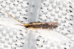 Agraylea multipunctata