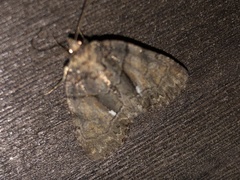 Chytonix
