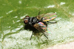 Microsoma exiguum