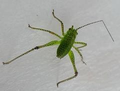 Tettigoniidae