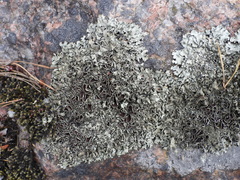 Xanthoparmelia stenophylla