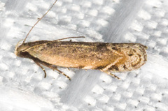 Battaristis nigratomella
