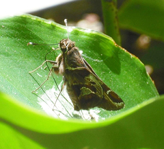 Thespieus macareus