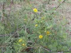 Geigeria burkei