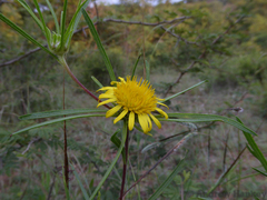 Geigeria burkei