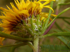 Geigeria burkei