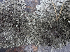 Xanthoparmelia stenophylla