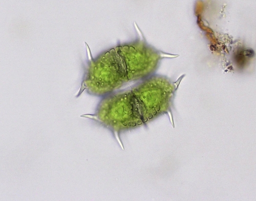 Xanthidium antilopaeum var. minneapoliense