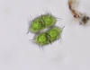 Xanthidium antilopaeum minneapoliense - Photo (c) MikeN, some rights reserved (CC BY-NC), uploaded by MikeN