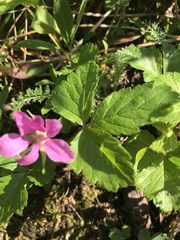 Rubus arcticus