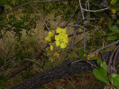 Sphedamnocarpus pruriens pruriens