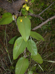 Sphedamnocarpus pruriens pruriens