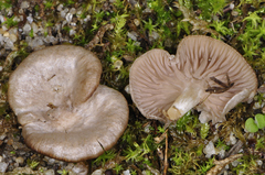 Arrhenia acerosa