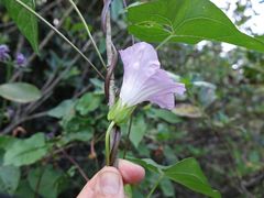 Calystegia sepium roseata