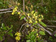 Sphedamnocarpus pruriens pruriens