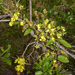 Sphedamnocarpus - Photo (c) Andrew Hankey, algunos derechos reservados (CC BY-SA), uploaded by Andrew Hankey