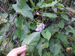 Calystegia sepium roseata