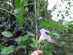 Calystegia sepium roseata