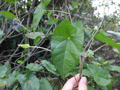 Calystegia sepium roseata