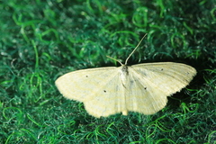 Scopula caricaria