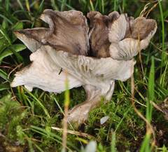Arrhenia acerosa