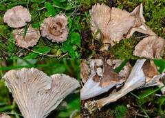 Arrhenia acerosa