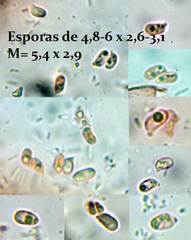 Arrhenia acerosa