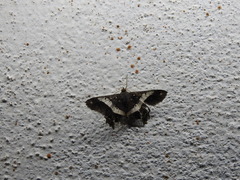 Chiasmia nora