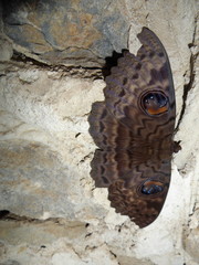 Erebus walkeri