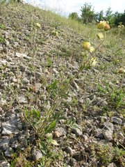 Anthyllis vulneraria polyphylla