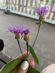 Centaurea jacea