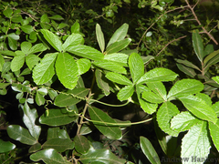 Cyphostemma simulans