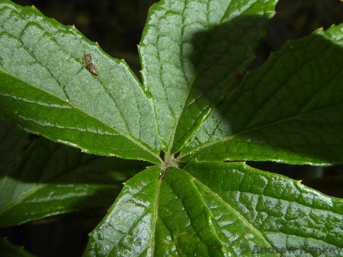 Cyphostemma simulans