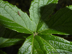 Cyphostemma simulans