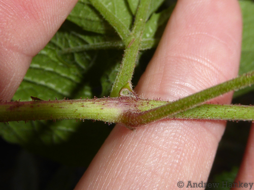 Cyphostemma simulans