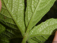 Cyphostemma simulans