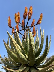 Aloe spectabilis