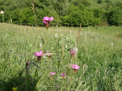 Dianthus membranaceus