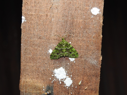 Hypocometa auxostira