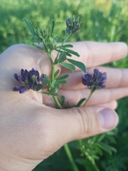 Medicago × varia