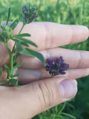 Medicago × varia