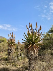 Aloe spectabilis