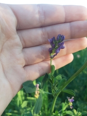 Medicago × varia