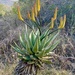 Aloe spectabilis - Photo (c) karliroo, algunos derechos reservados (CC BY-NC)