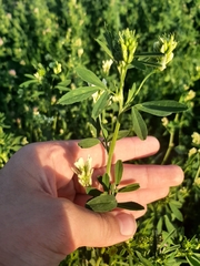Medicago × varia