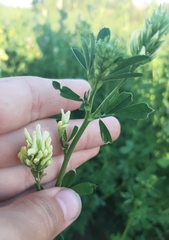 Medicago × varia