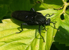 Mydas clavatus